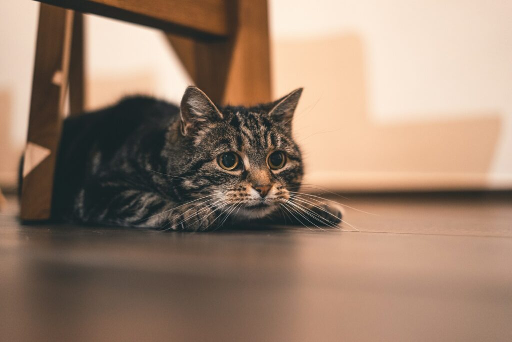 This cat got a bit scared and jumpy because its owner moved the dining table and chairs elsewhere—new surroundings can be startling!