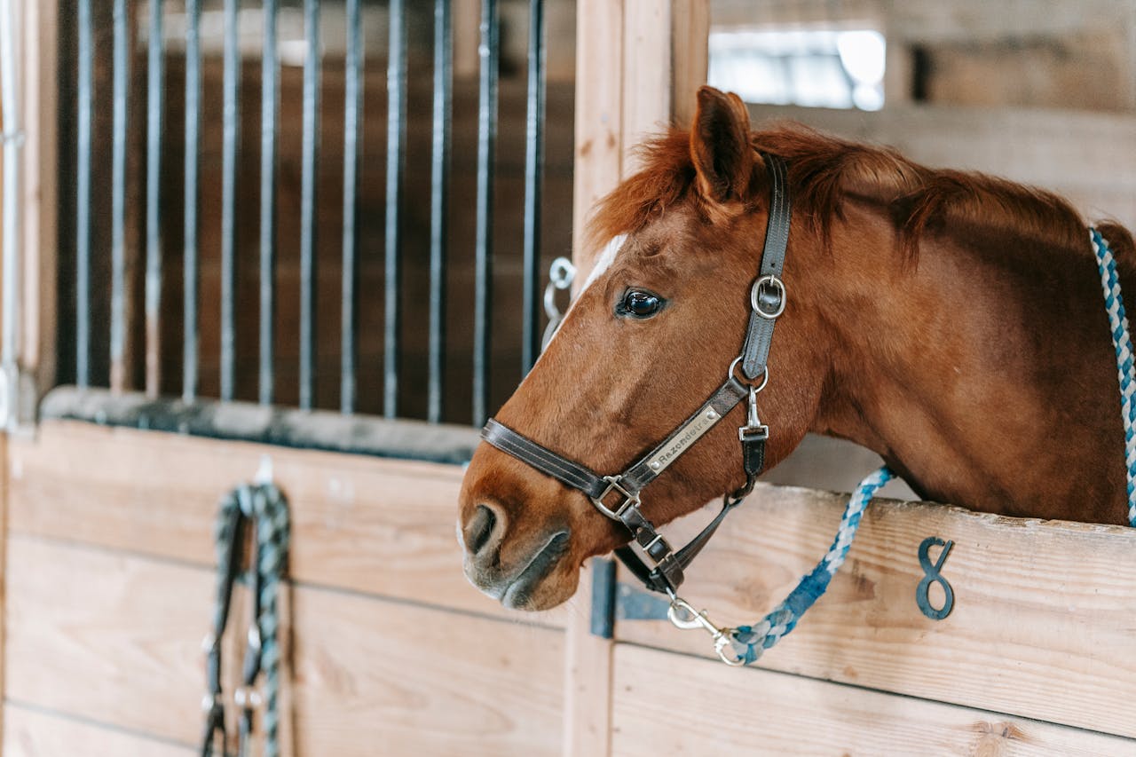 Do you care for a powerful, fine horse? Browse these royal horse names for naming inspiration!