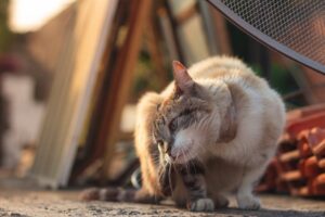cat itchy skin home remedy solutions