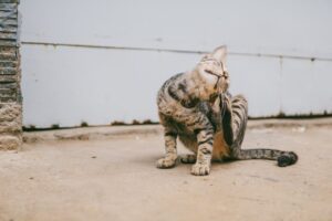 cat scratching itself raw