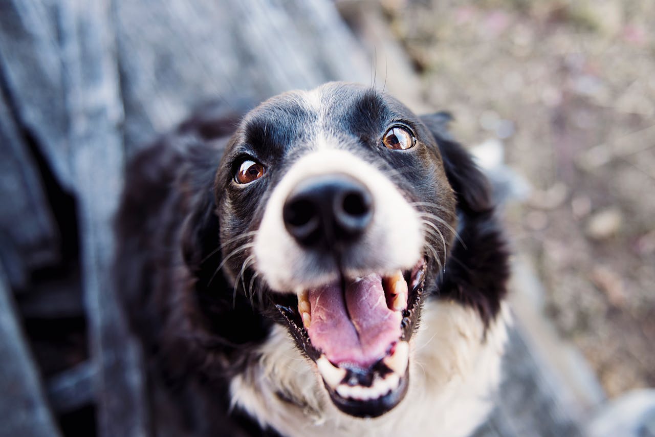 Benefits of Salmon Oil for Dogs: 5 Powerful Boosts