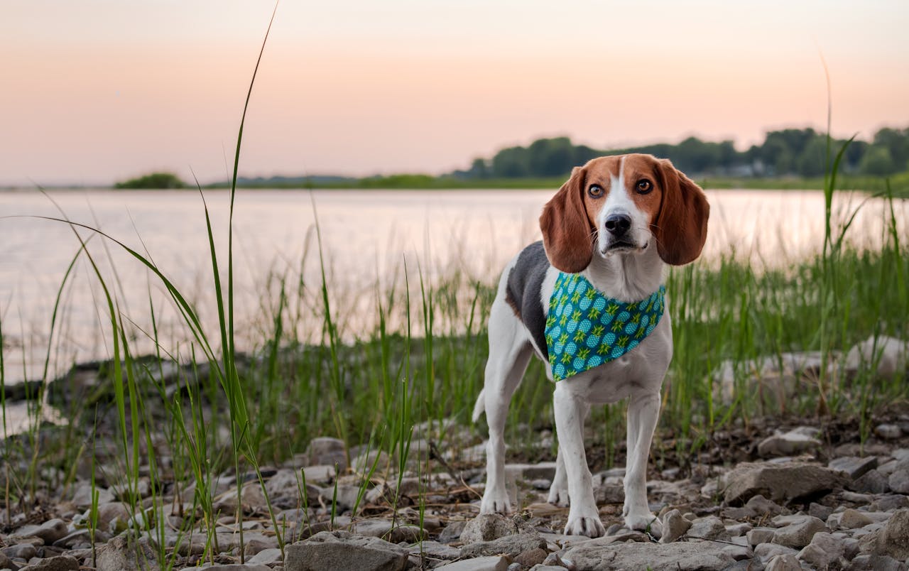 100+ Hunting Dog Names for Your Smart Tracking Friend