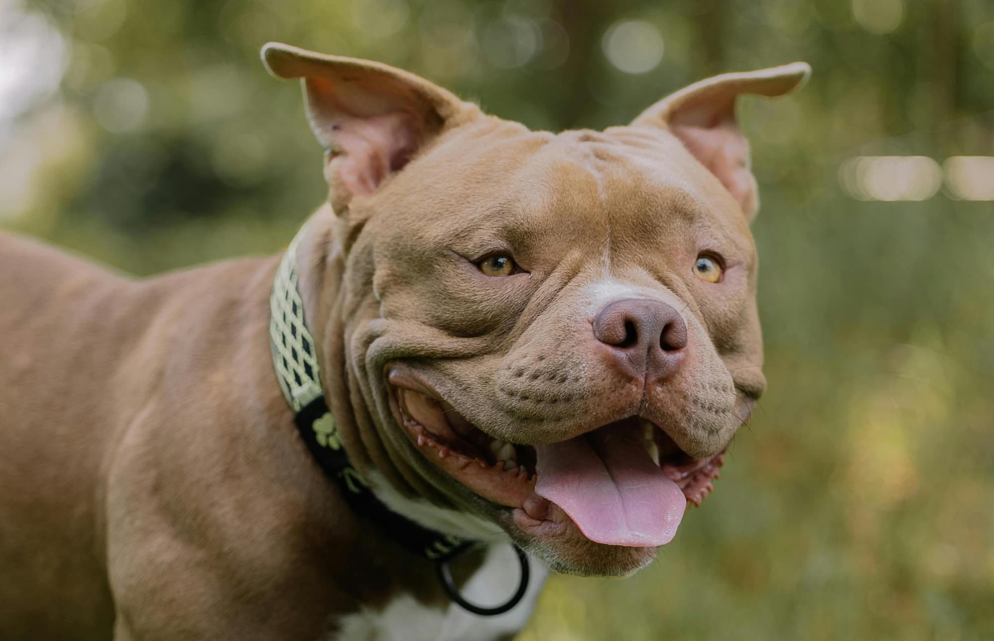 Heartwarming dog adoption story: A boy who changed an unwanted dog's life forever.