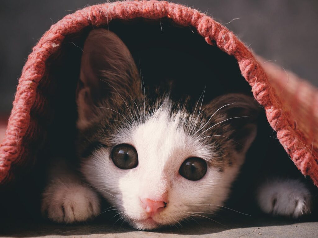Cat hiding: Some cats may hide for days because of sudden changes in their environment or stress.