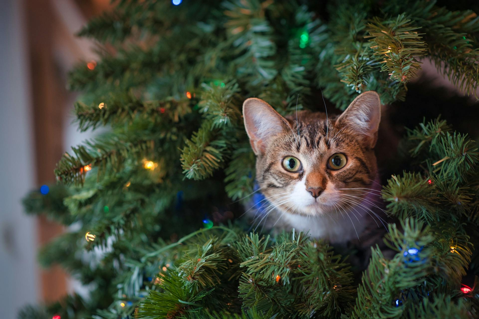 This holiday season, cat owners everywhere are buzzing about the latest must-have gadget for their kitty companions: the Migipaws Cat Toy.