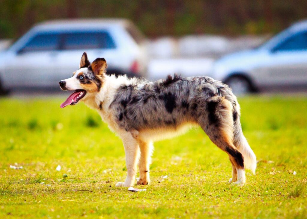 A shiny, glossy coat is one of the many benefits of salmon oil for dogs.