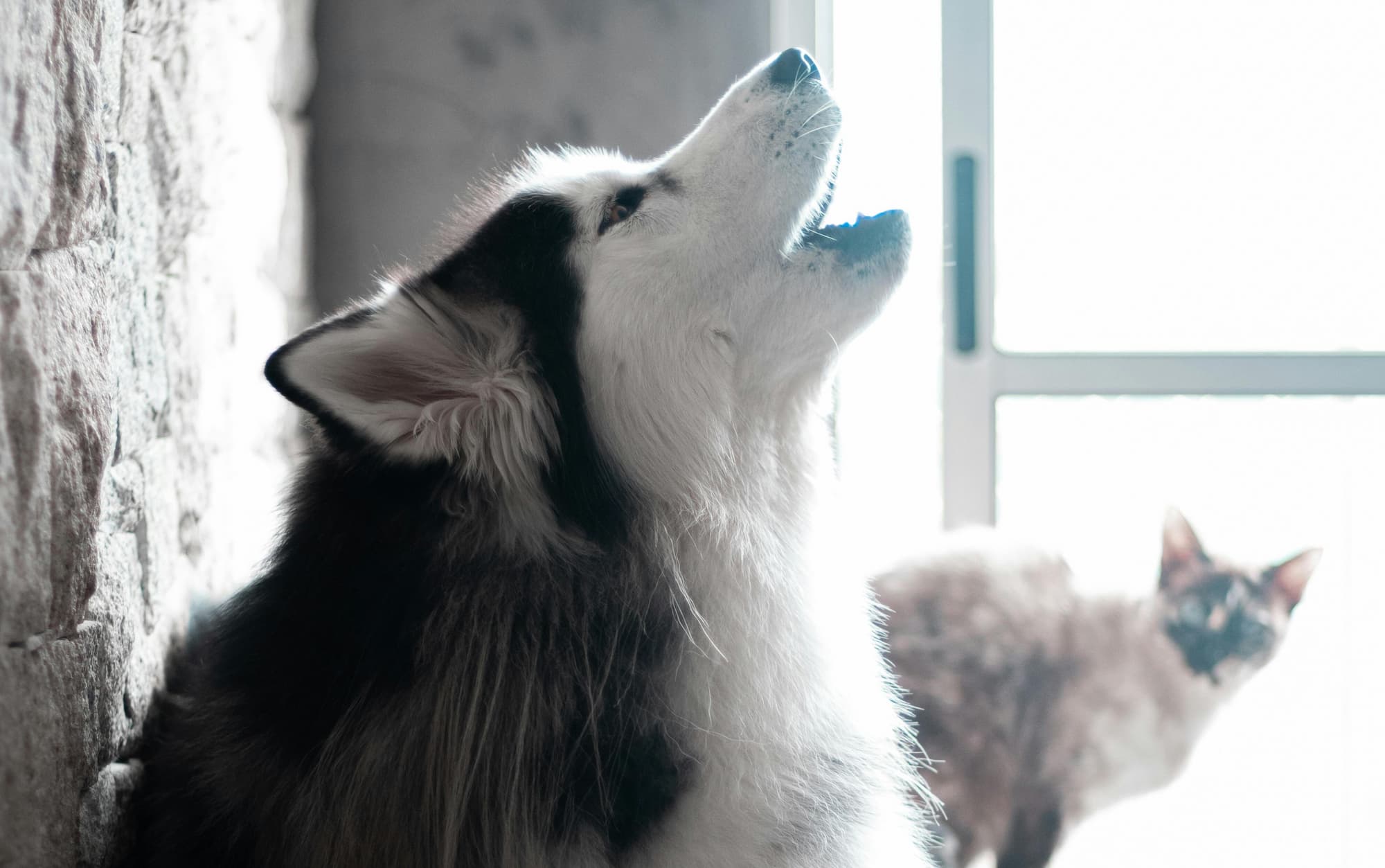 Huskies vs. cats do head-to-head in a water balloon maze challenge. How will each pet tackle it?