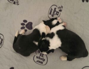 How to revive a newborn puppy