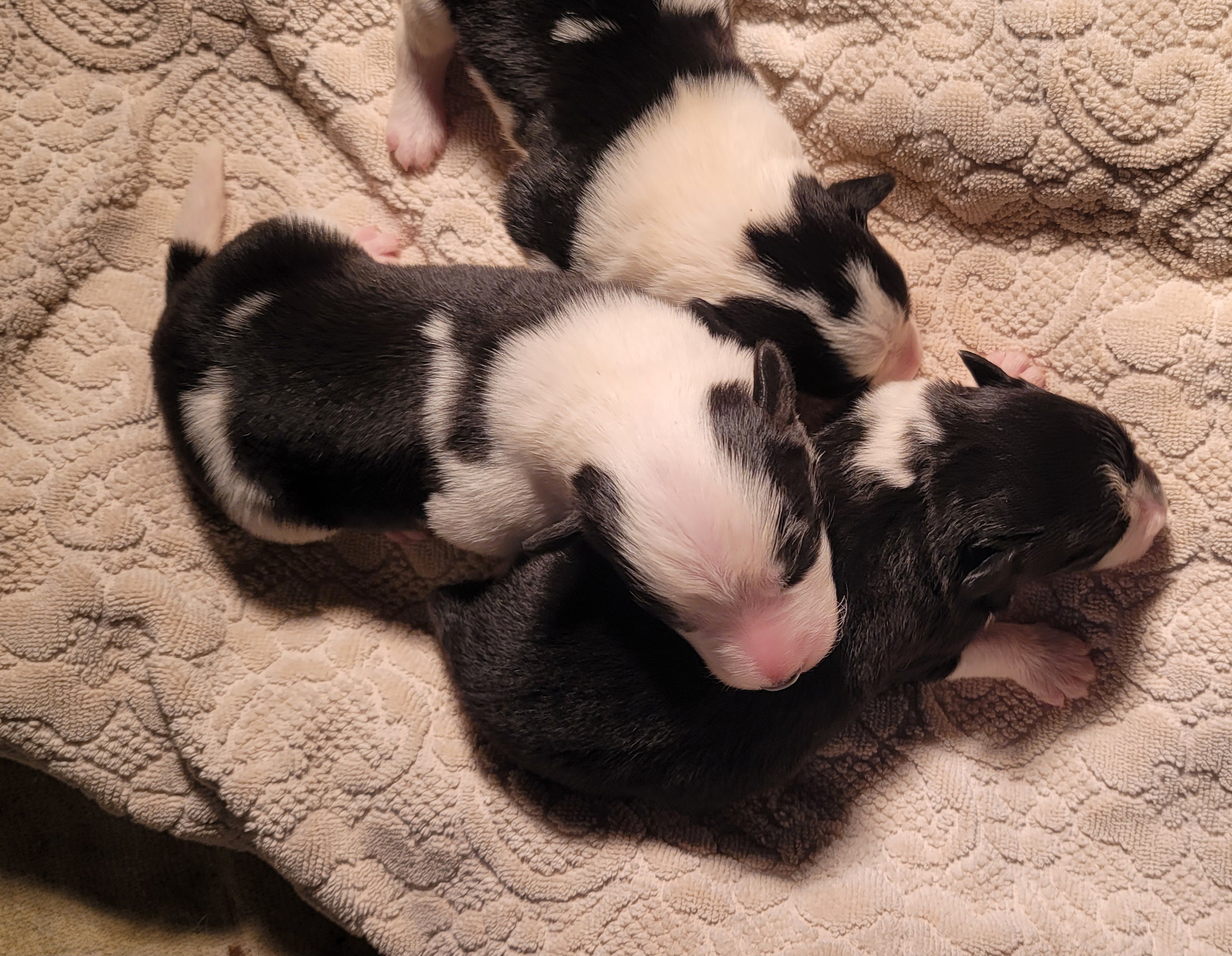 Puppies in a dog whelping box