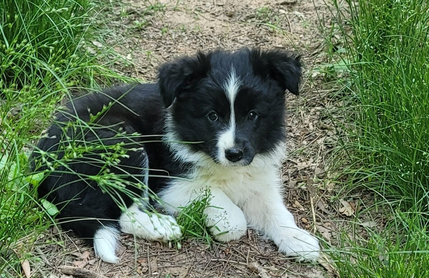 How to potty train a puppy to go outside quickly