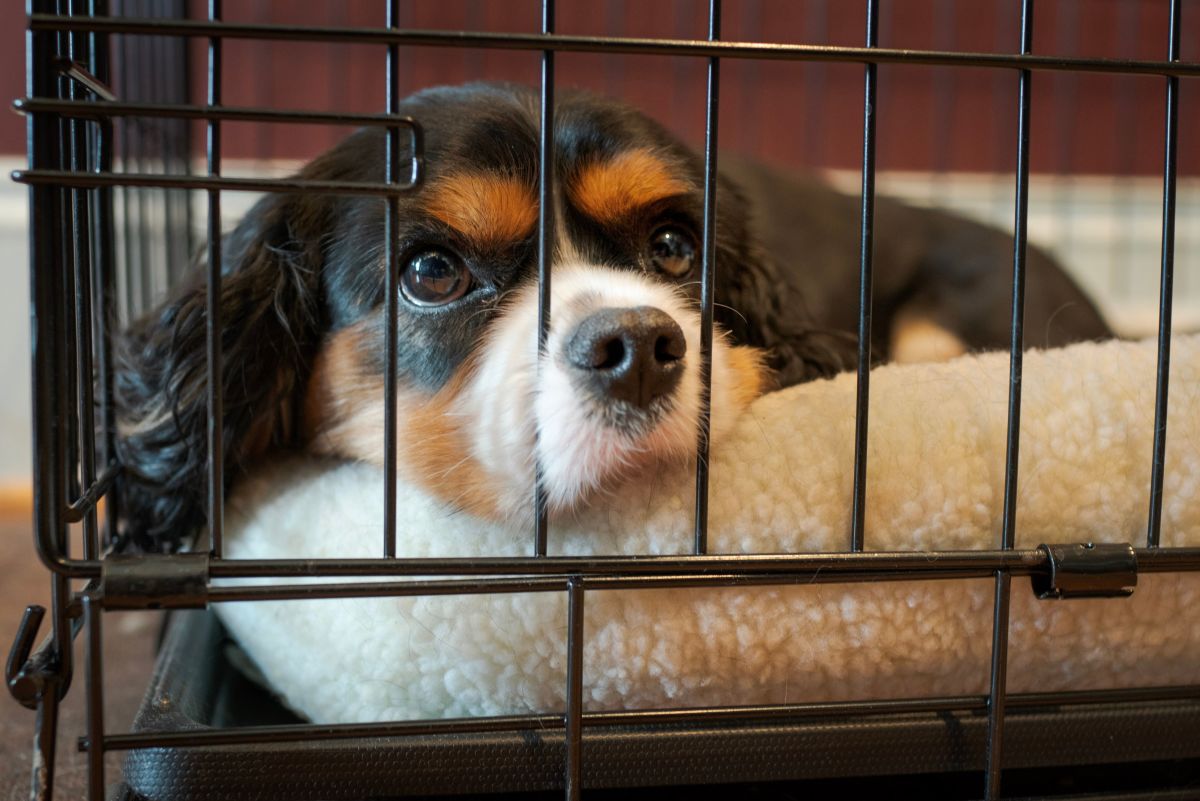 How to crate train a puppy