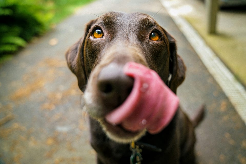 Why do dogs eat gross things? Tips to manage the behavior.