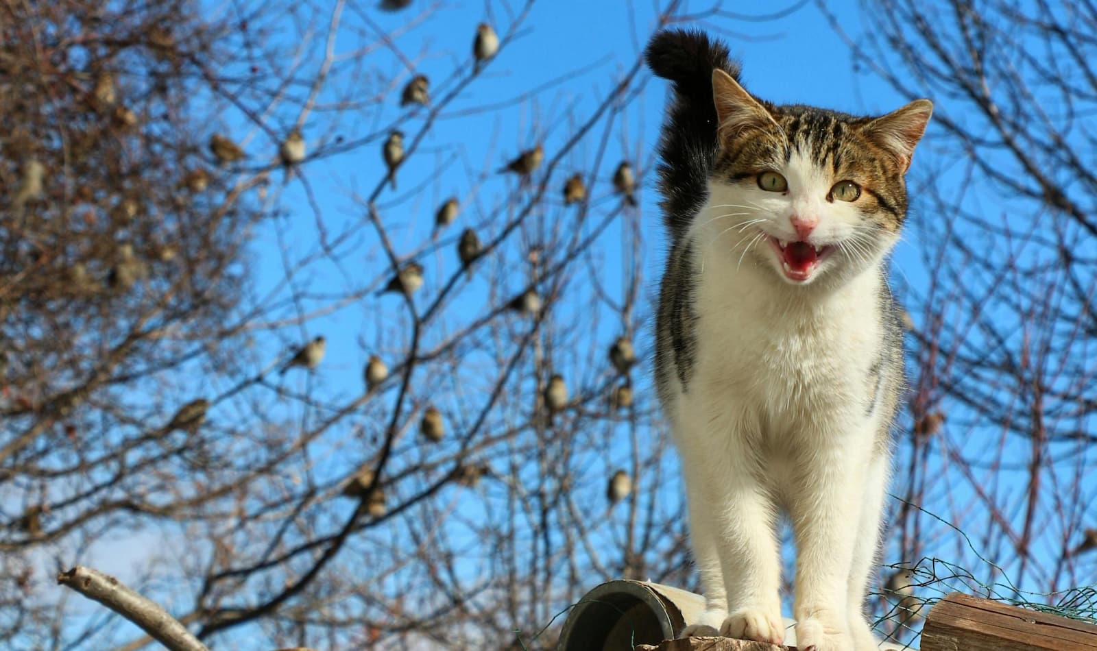 Why do cats chatter at birds?