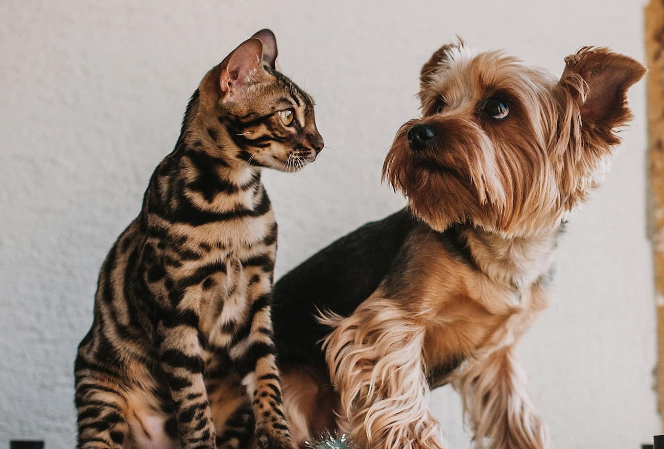 Do dogs and cats understand one another? Let's find out.