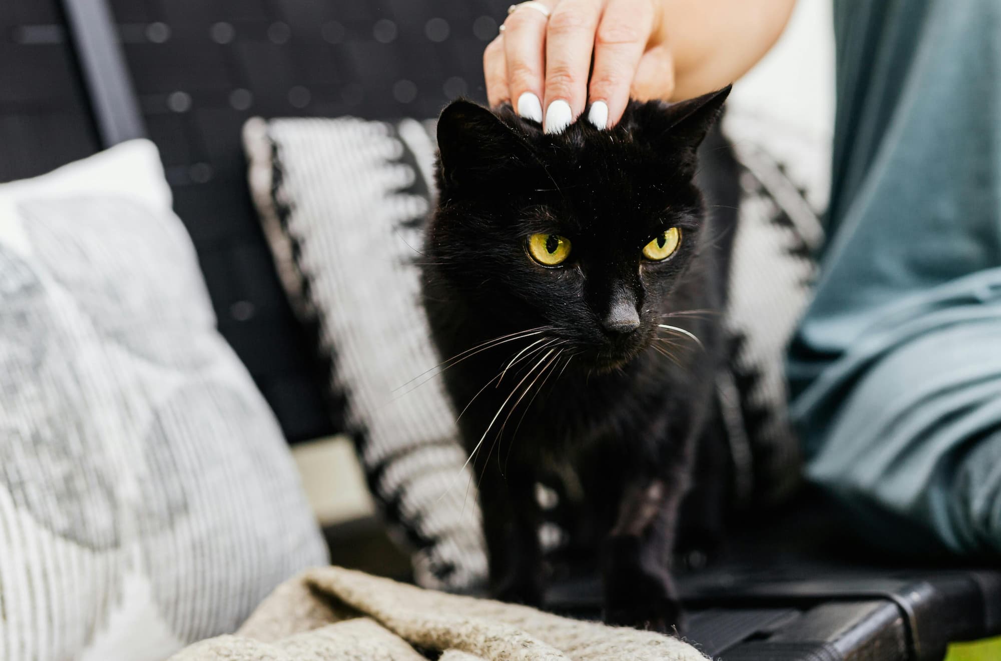 Do cats like blankets? Not always