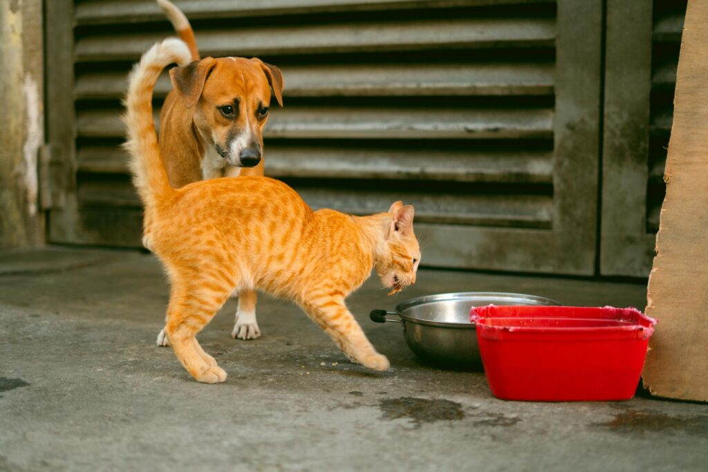 cat and dog interacting.