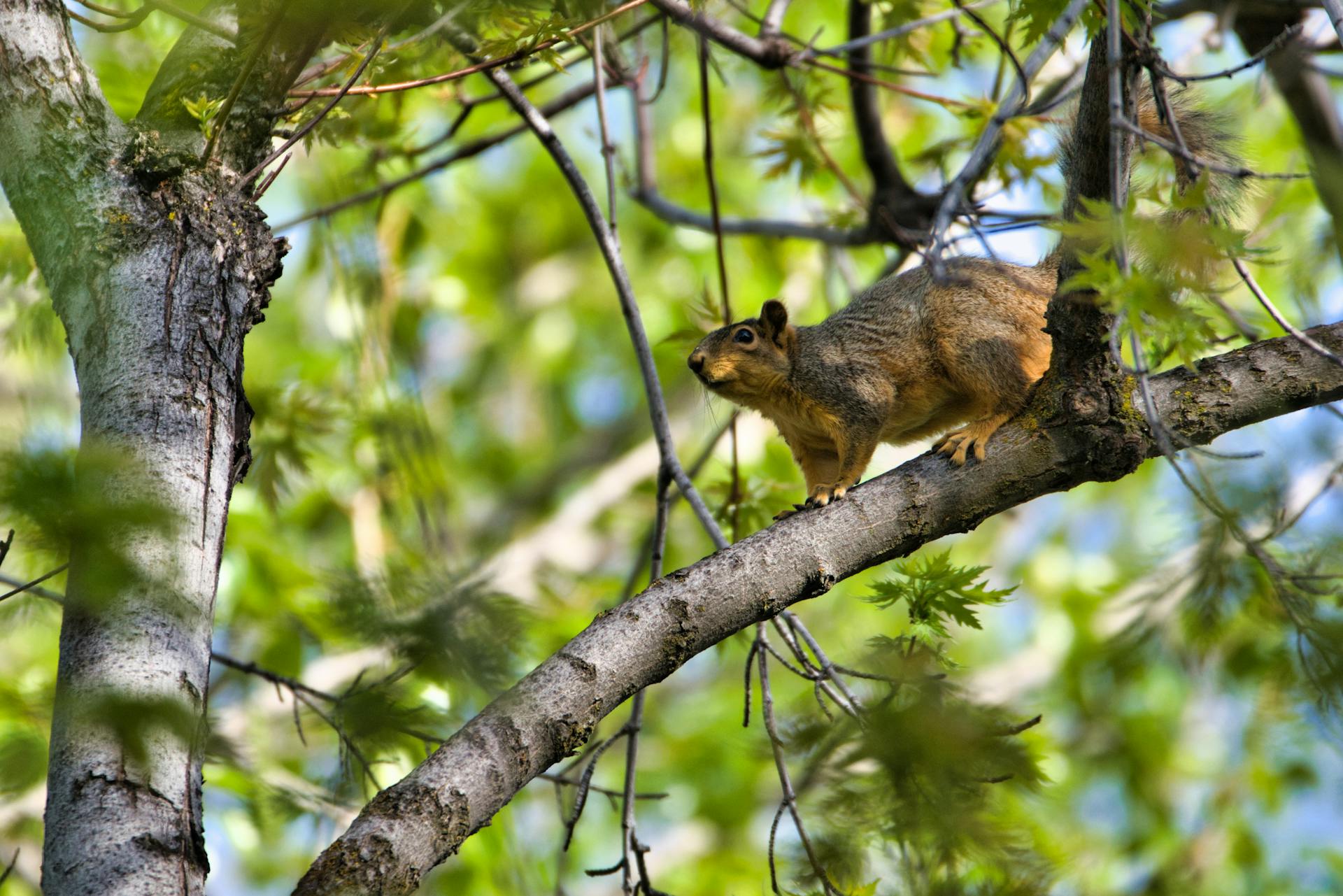 Alberta Dog in Tree Rescue: When a Squirrel-Seeking Dog Leaps 50ft Up the Wrong Tree