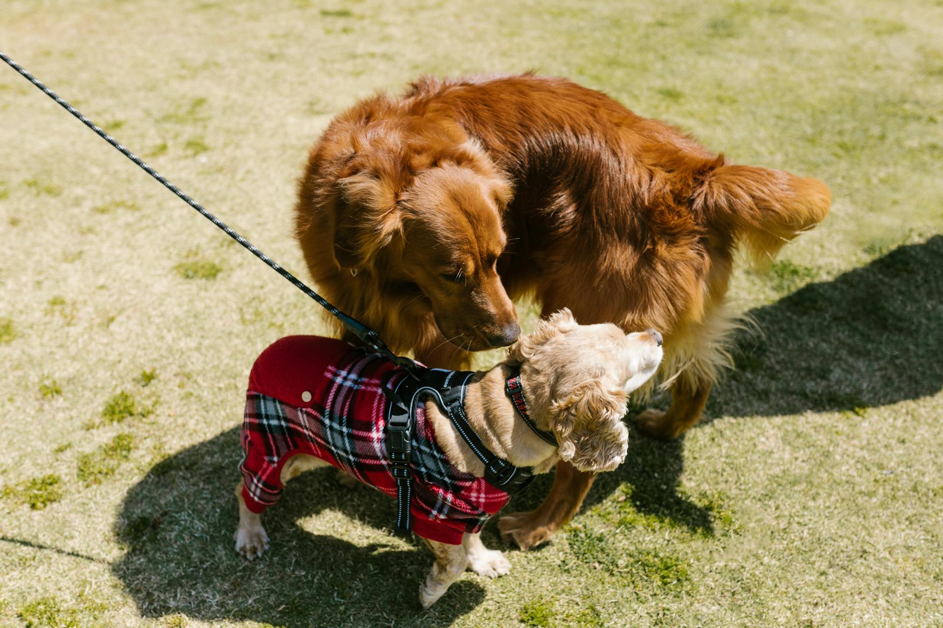 My Dog Attacks My Other Dog on Walks: How to Achieve Better Behavior