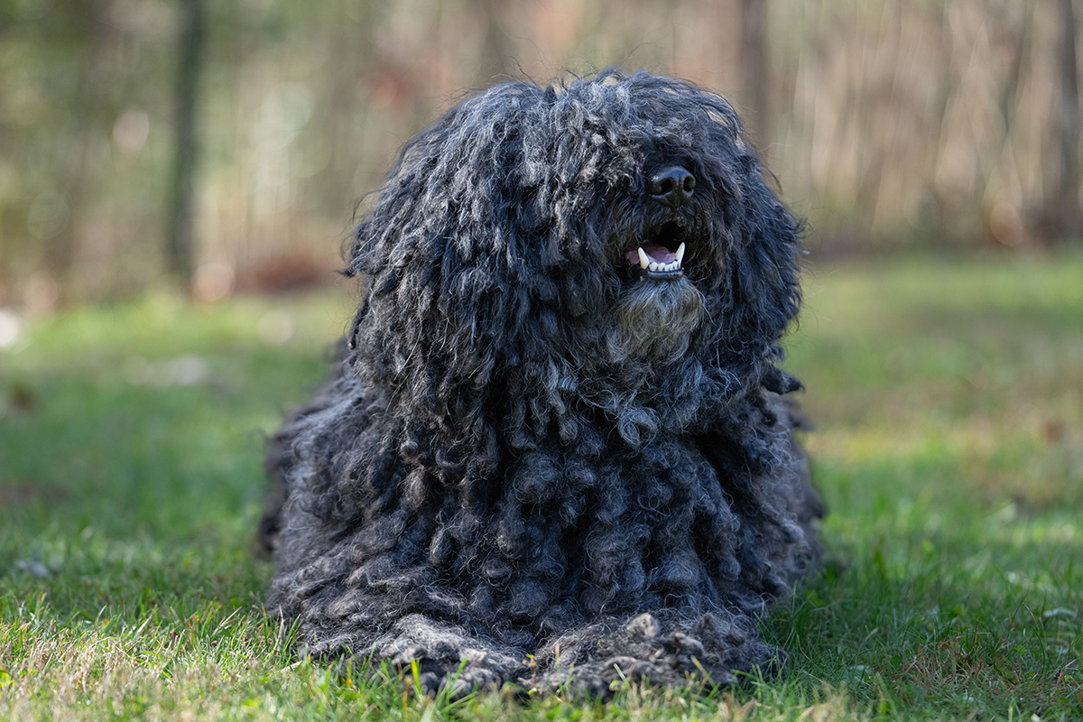 Bela a Hungarian Puli Dog import