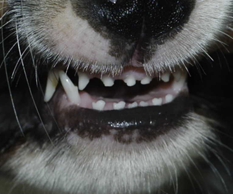 Picture of How to Tell a Dog's Age By Teeth (FAQs and Photos) - Your Pets at Home