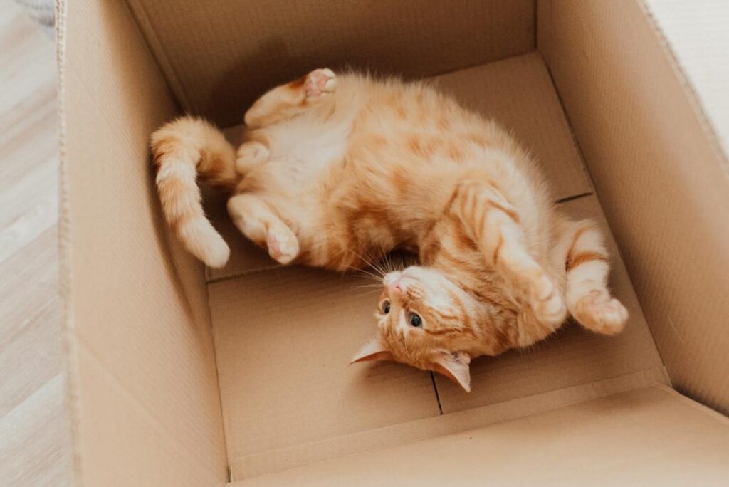 Discover how to entertain a cat without even spending a dime! Entertaining a cat can be so simple!