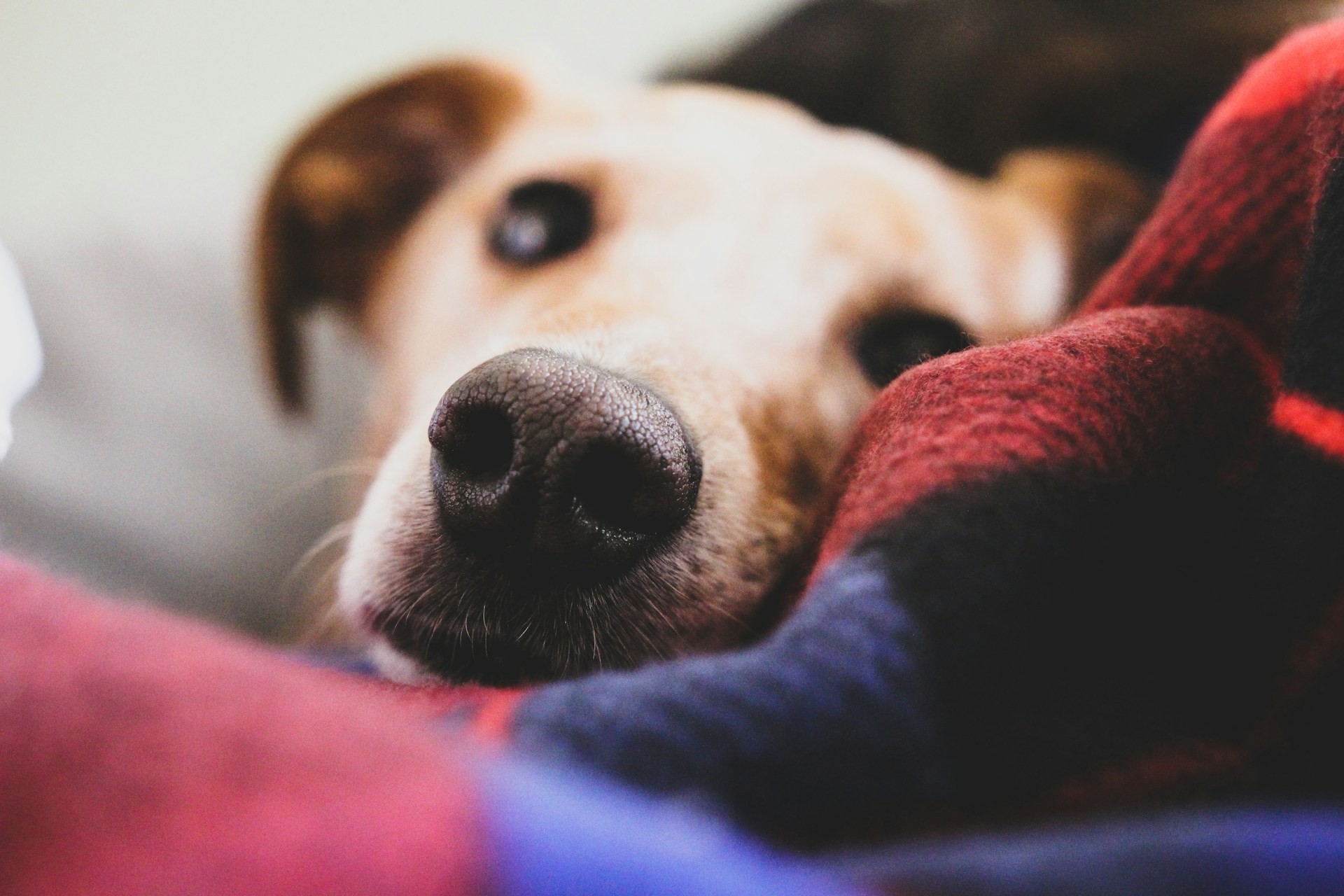 Why does my dog knead his blanket and love it so much?