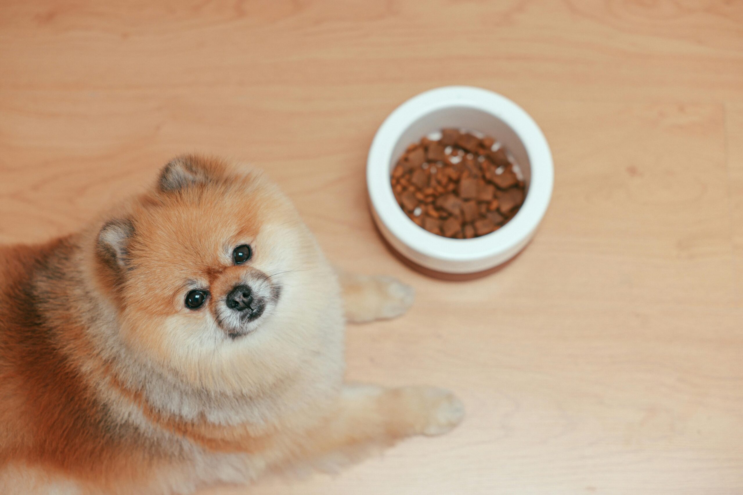 What sauce can I add to dog food? Here are 10 delicious options, all safe for dogs to eat!