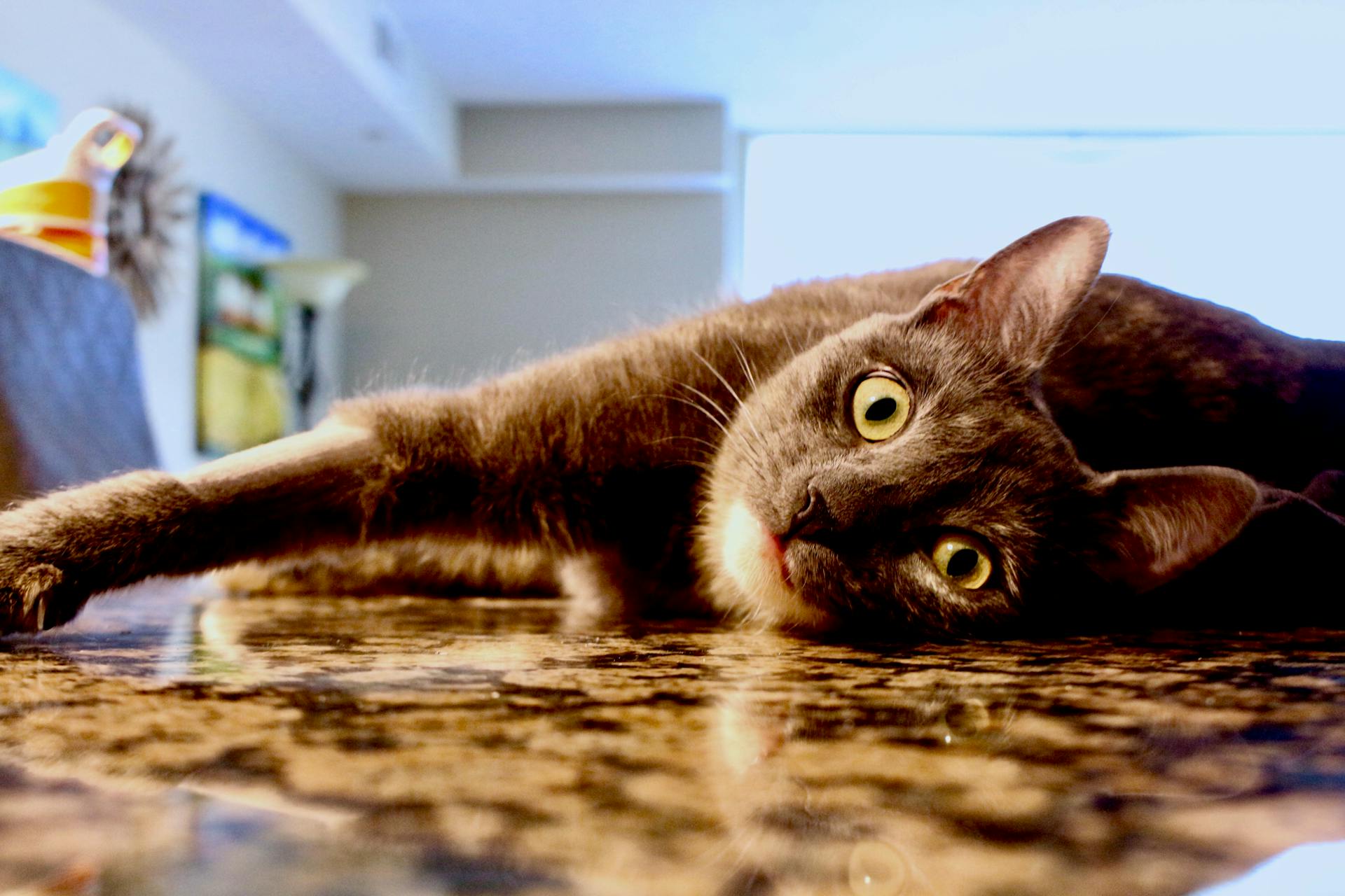 Do cats get bored. Absolutely. Get tips to engage and entertain your pet!