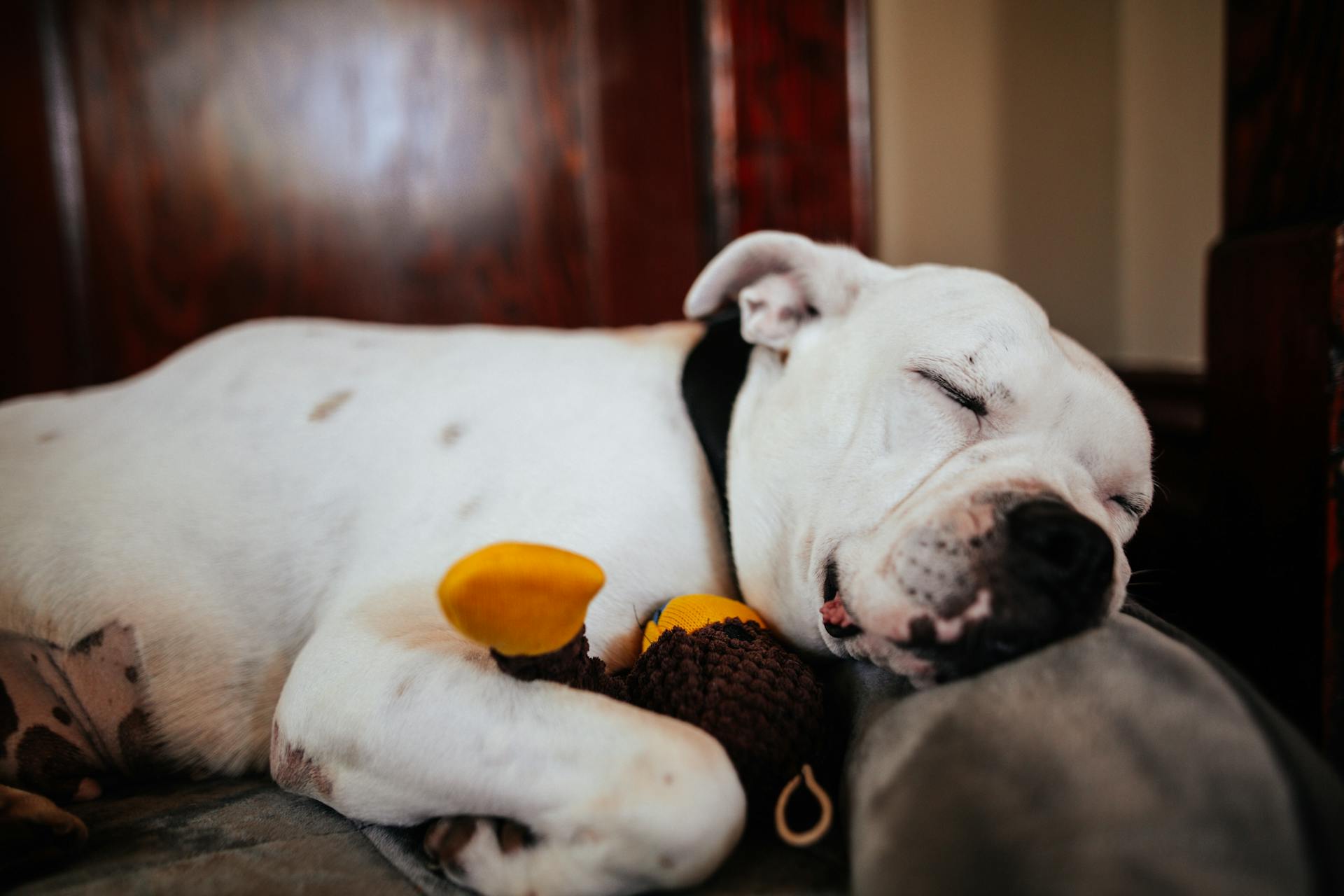 Why does my dog snore? Get insights on canine snoring and how to manage it.