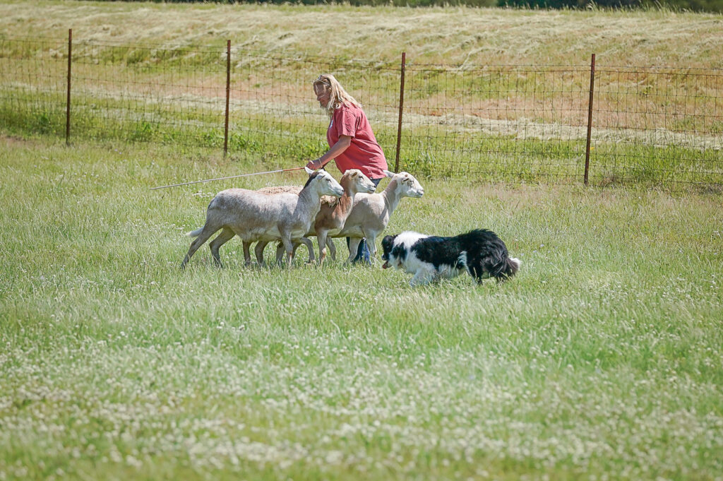 AKC Herding Commands and Terms: Knee Knockers