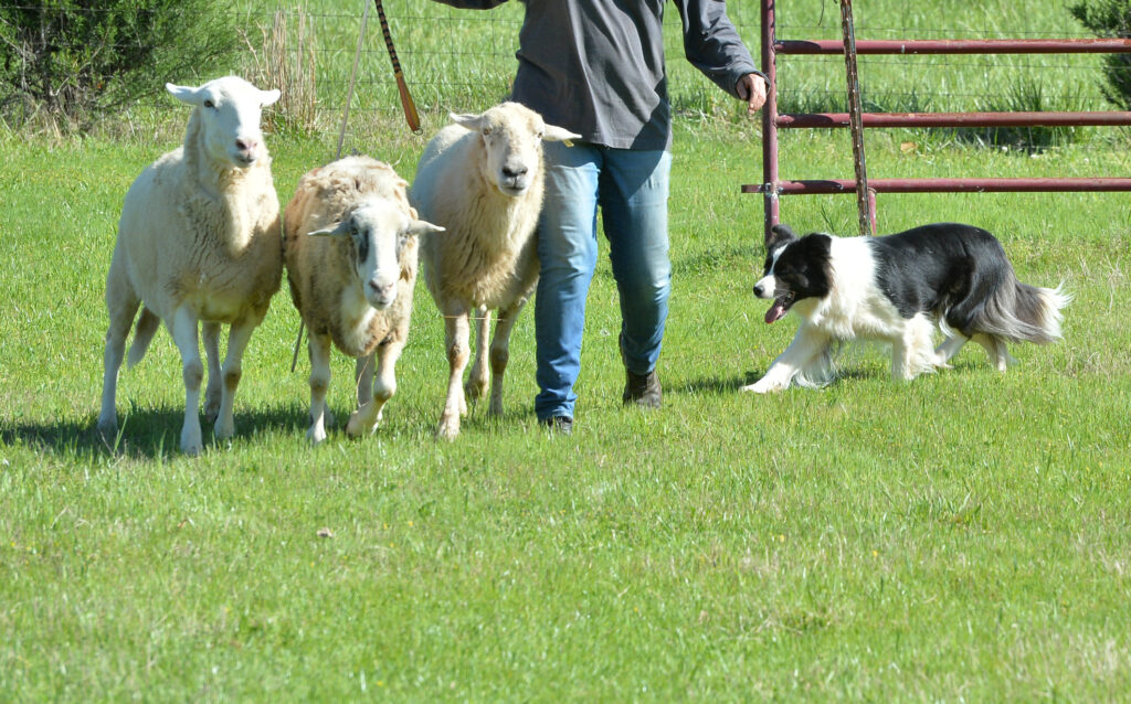 Border collie herding commands
