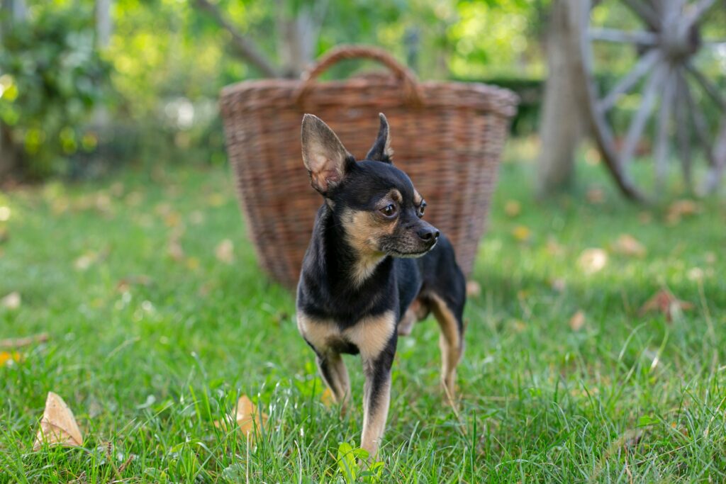 Native American Dog Names and Breeds the Chihuahua