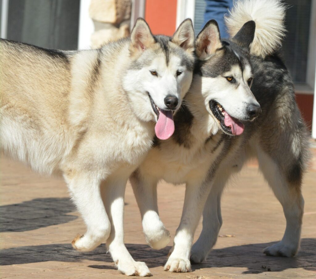 Native American Names for Dogs