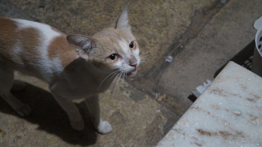 Names for loud cats and chatty kitties