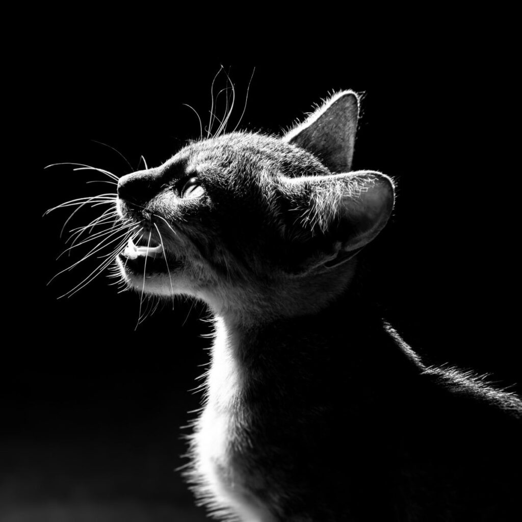 Names for talkative cats