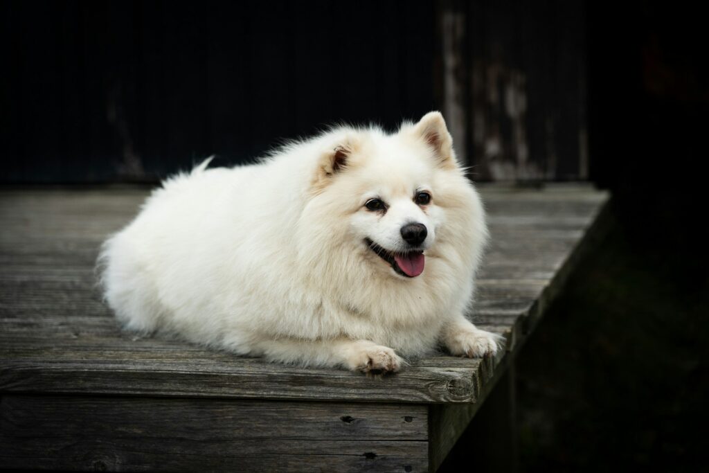 Native American Dog Names for American Eskimo Dogs
