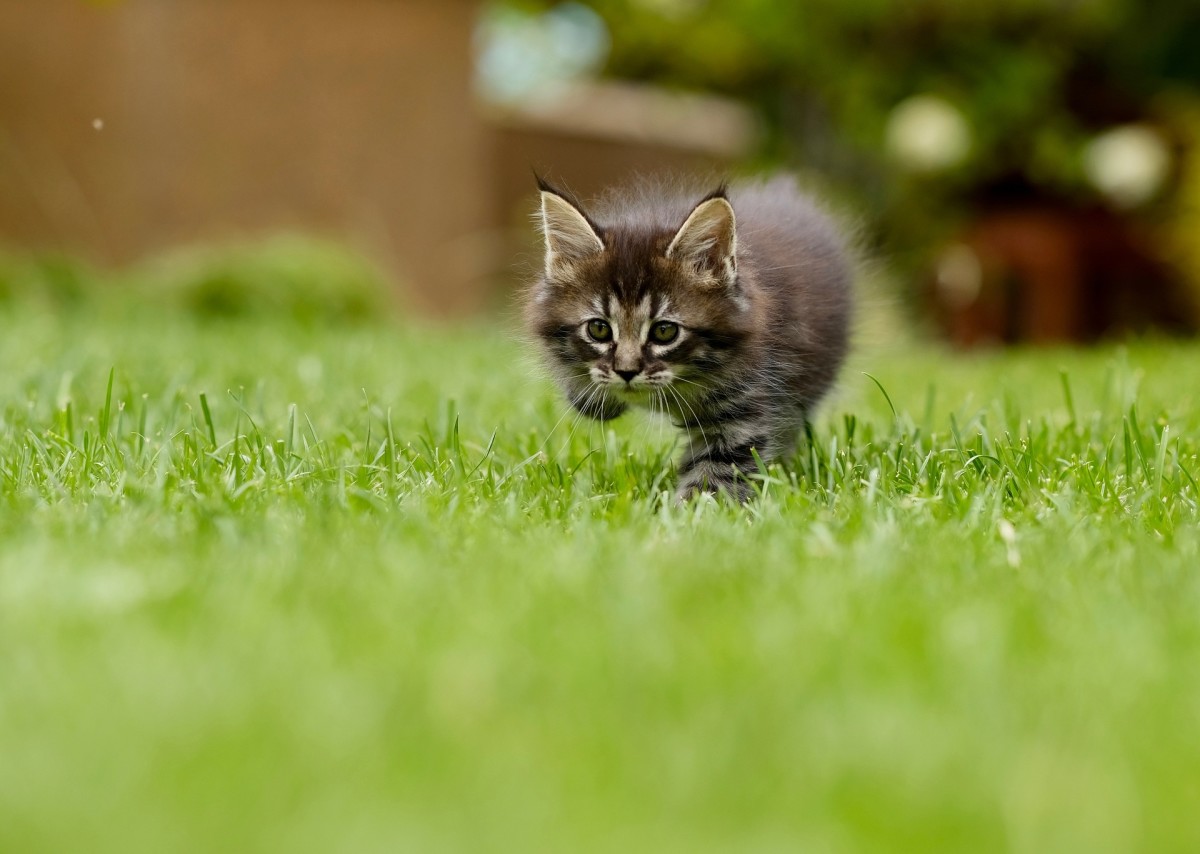 I've seen my mother walk this way—I've got this! I've seen my mother walk this way—I've got this!