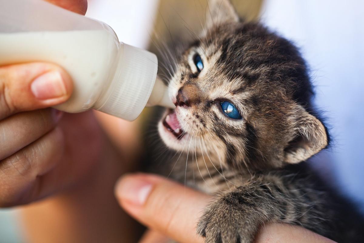 Bottle feeding: for young or weak kittens. Bottle feeding: for young or weak kittens.