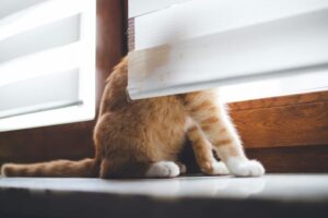 Living with a cat that doesn't like you?