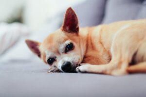 When is it time to say goodbye to a senior pet?