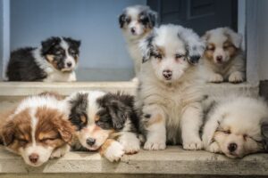 Names for Australian Shepherd Dogs