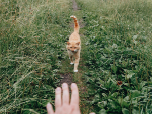 Train your cat to come when called by following these simple steps.