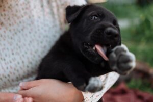 Puppy hiccups are adorable, but are they a cause for concern?