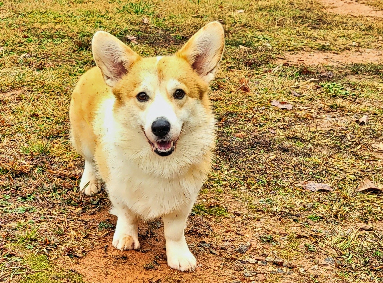 Pembroke Welsh Corgi Puppies