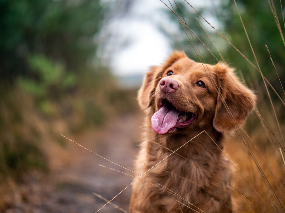 Gentle Dog Names Male and Female