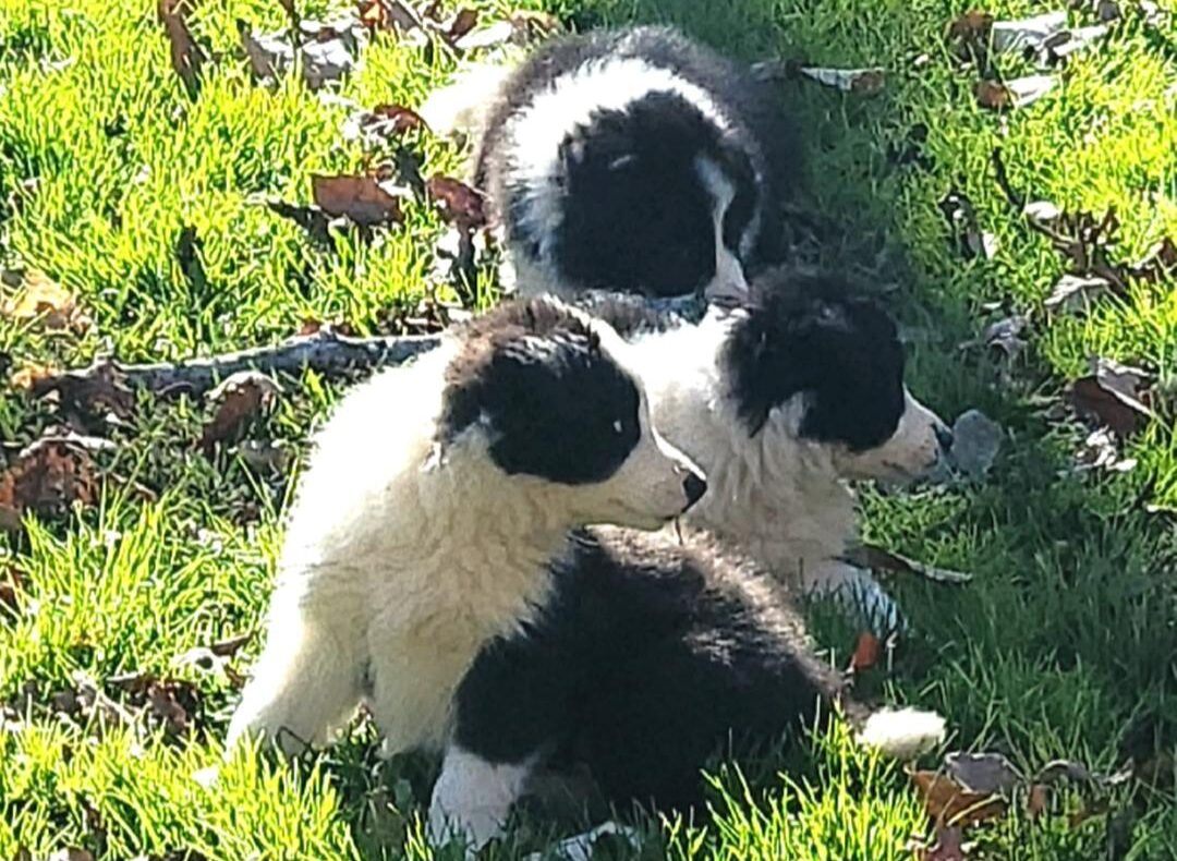 Dog Names! The Ultimate Guide to the Best Cute, Unique and Funny Dog Names