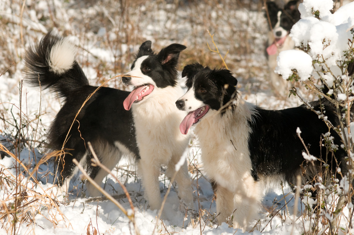 170 Unique, Chilled Out Names for Calm Dogs