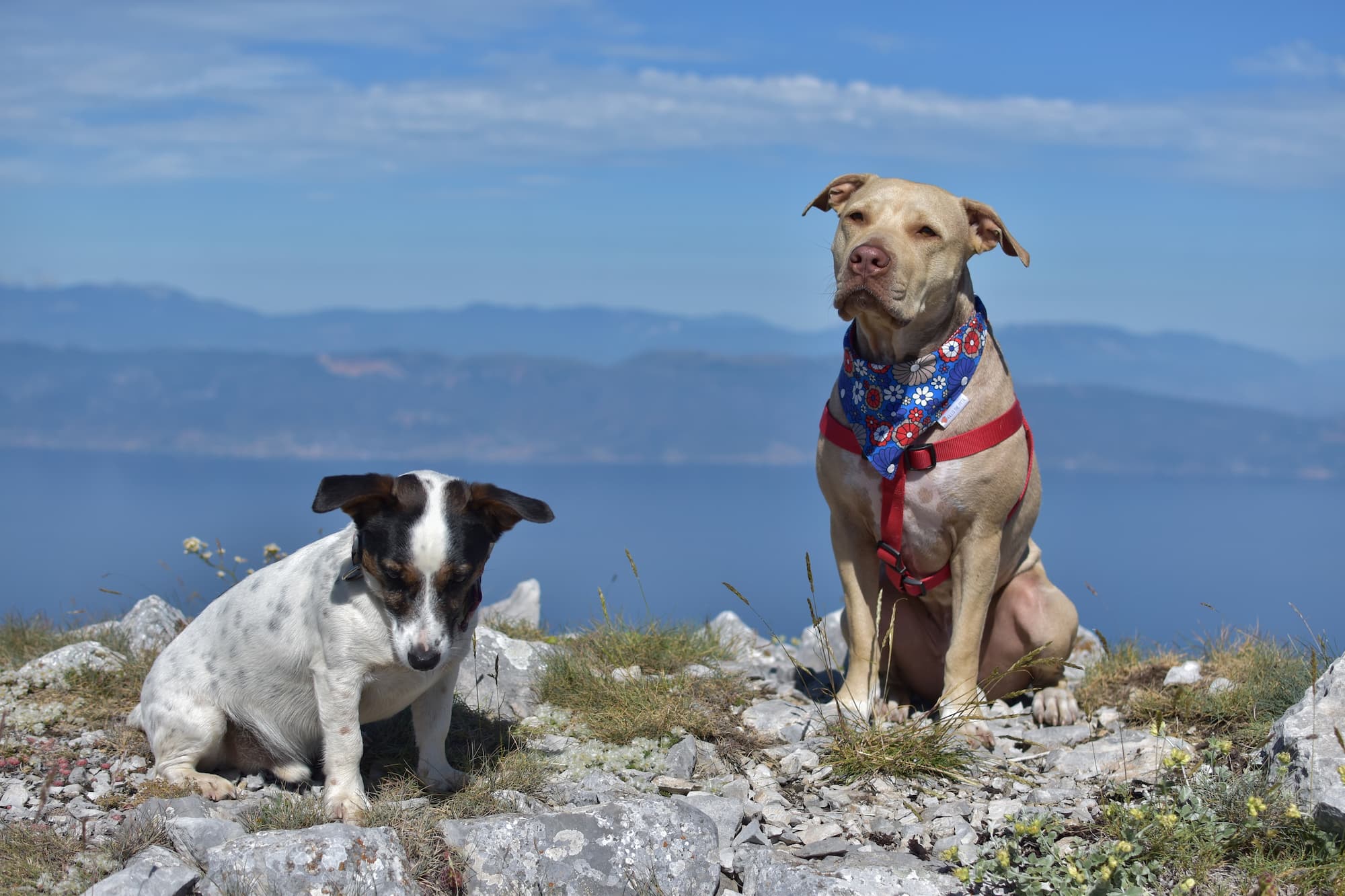 Dog Impulse Control Training: 7 Exercises That Improved Milo’s Behavior