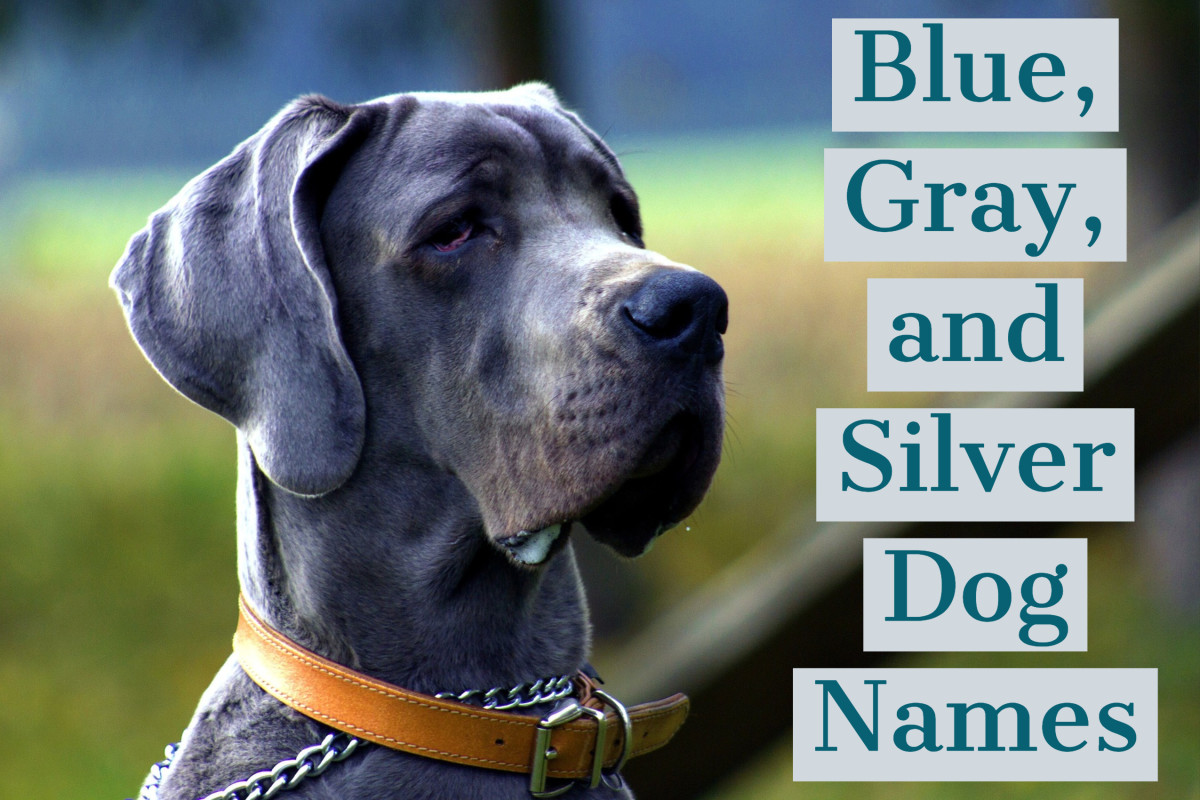 Unique gray dog names