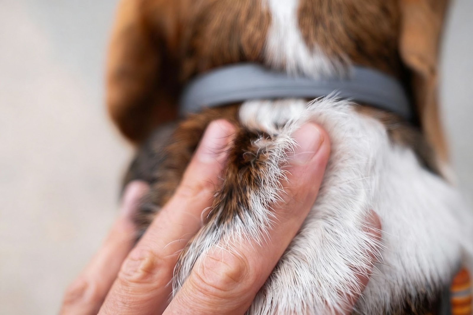 Is Your Home Making Your Pet Itchy? Here’s How to Fix It